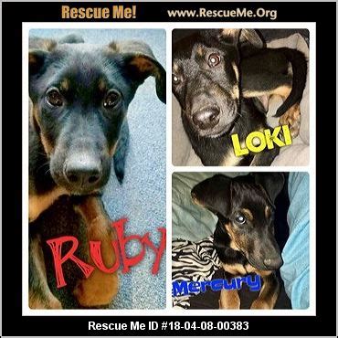 Colorado Doberman Pinscher Rescue ― ADOPTIONS ― RescueMe.Org