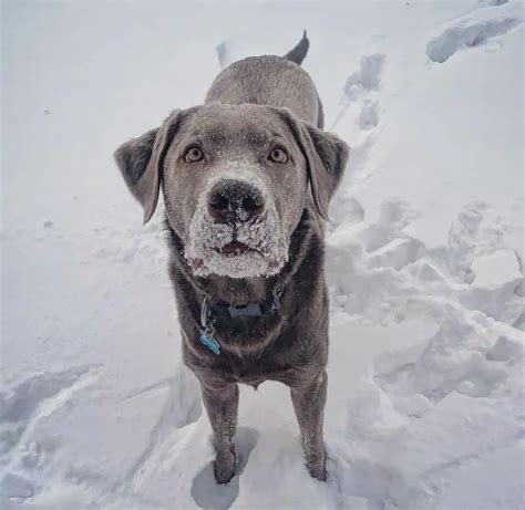 The Allure and Origins of Silver Labradors: A Complete Guide