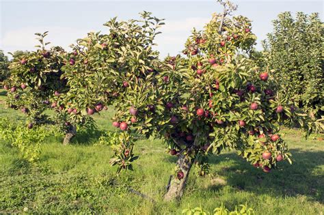 Arkansas Black Apple – Chestnut Hill Nursery