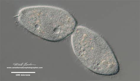 Photographing Ciliates - The Canadian Nature Photographer