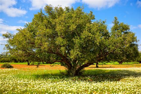 Reforestation and the Medicinal Uses of Trees -Liliana Usvat Research ...