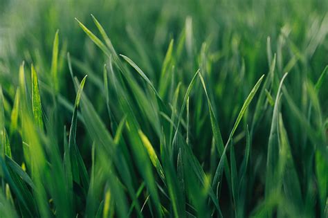 Royalty-Free photo: Close-ups of green grass | PickPik