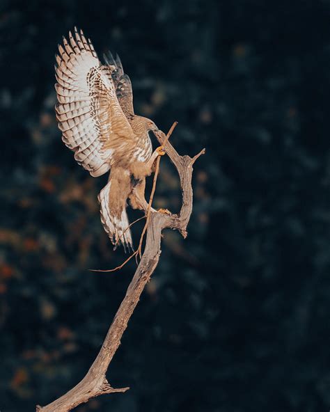 Crested Hawk Eagle Nesting Photograph by Abhinav Sharma - Fine Art America