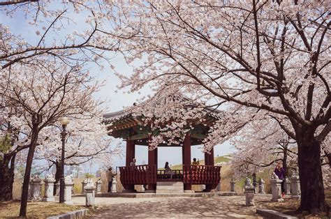 Crowds & Cherry Blossoms in South Korea | Korean Rooftop