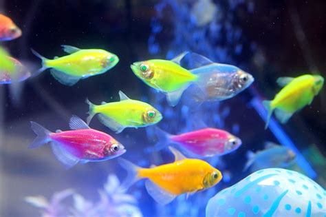 Neon Tetra Fish With - Din Aquarium Fish