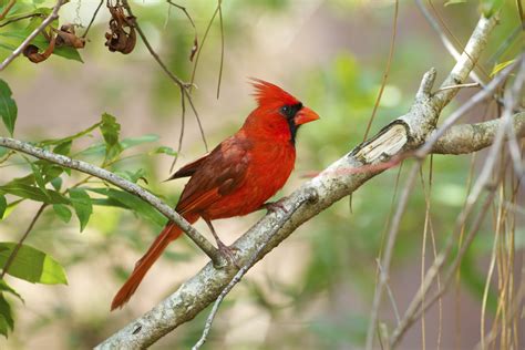 How to Tell if a Cardinal Bird Is Male or Female | Sciencing