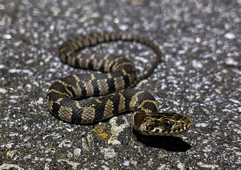 Midland Watersnake – Florida Snake ID Guide