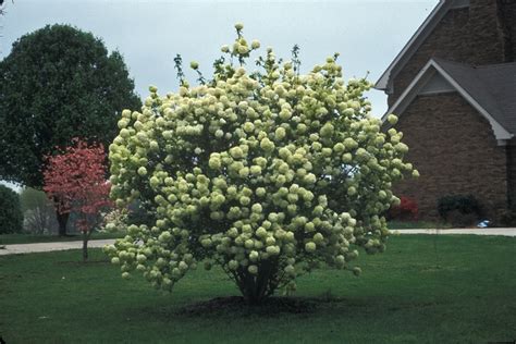 Viburnum macrocephalum 'Sterile' | Chinese Snowball Viburnum | Shades ...