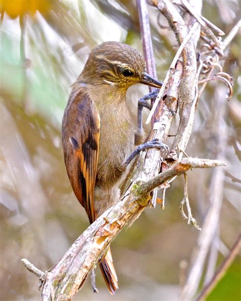 79. Plain Xenops (Xenops minutus) | from southern Mexico south to ...