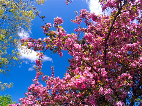 File:Pink flowers.jpg - Wikipedia