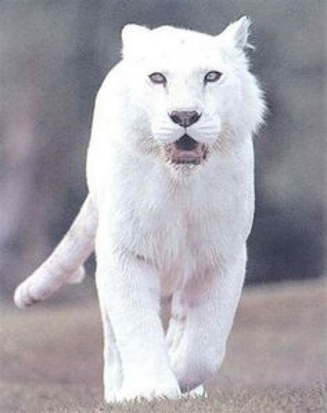 A-Z List of 125 Rare Albino Animals [Pics]