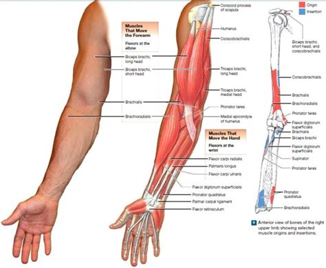 Elbow Muscle Anatomy