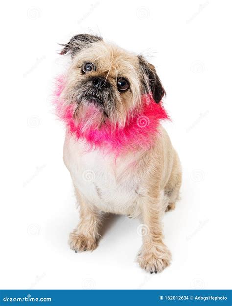 Dog with Pink Lion Mane Haircut Stock Photo - Image of isolated, canine ...