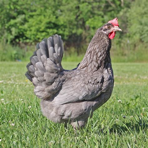 About Olive Egger Chickens: Enchanting, Green Egg Laying Chickens