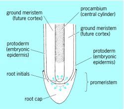 Apical meristem | Article about apical meristem by The Free Dictionary