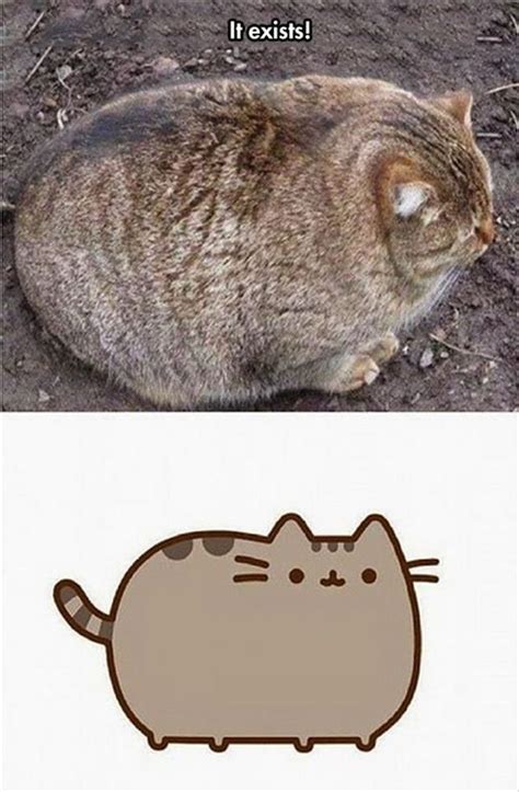 Fat Cat Meme - Funny Fat Cat Pictures with Quotes