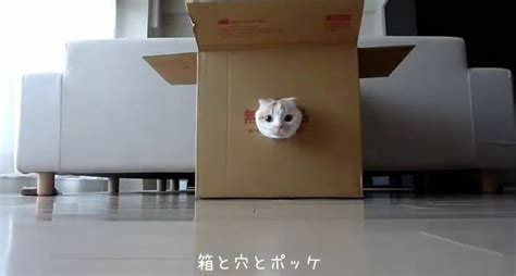 Catladyland: Cats are Funny: Cats and Boxes: The Hole Truth