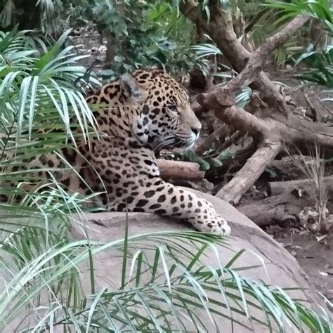 #Jaguar #chesterzoo (at Chester Zoo)