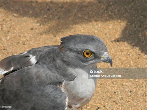 South African Birds Of Prey Stock Photo - Download Image Now - Animal ...