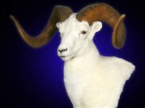 Dall Sheep Pedestal Mount, Mounted Dall Sheep Pedestal Taxidermy