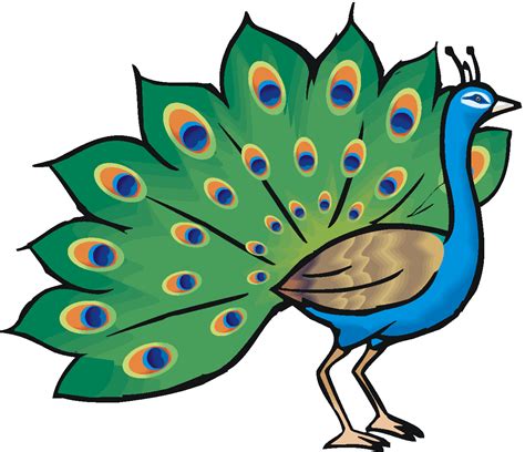 Peacock male clipart 20 free Cliparts | Download images on Clipground 2024