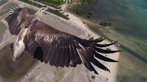 Eagle photographed by a drone : r/pics