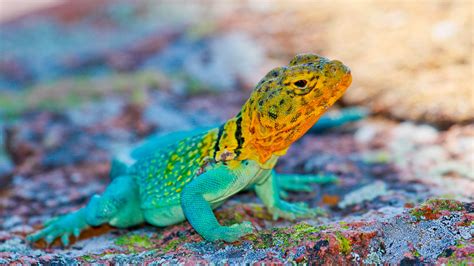 Fonds d'écran lézard Mexique, coloré, pierres 3840x2160 UHD 4K image