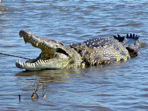 Beautiful Animals Safaris: The African Nile crocodile