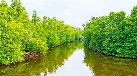 Madu River Boat Ride | River Safari Sri Lanka