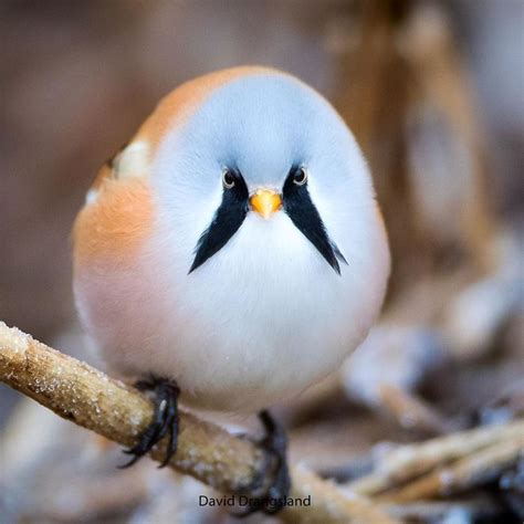 20 Of Most Beautiful And Unique Birds From Around The World - Art-Sheep