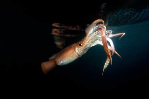 Humboldt Squid - Oceana Canada