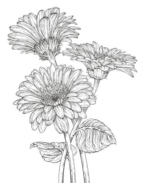 Gerbera Daisy Bouquet Drawing