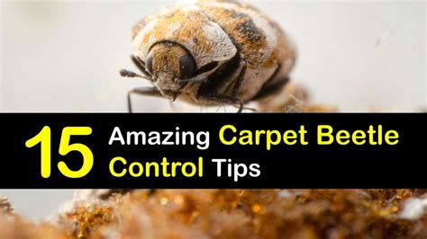 Controlling a Carpet Beetle Infestation - What You Need to Do