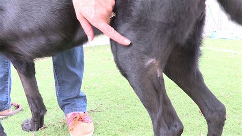 Dog Has A Lump In His Leg Muscle - Infoupdate.org