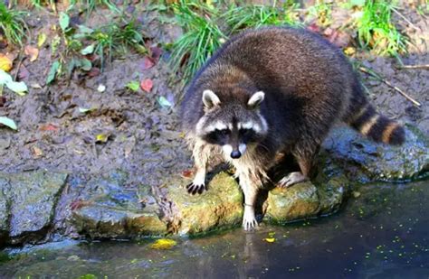 Raccoon - Description, Habitat, Image, Diet, and Interesting Facts