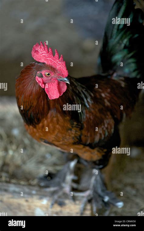 Production red rooster or cockerel Stock Photo - Alamy