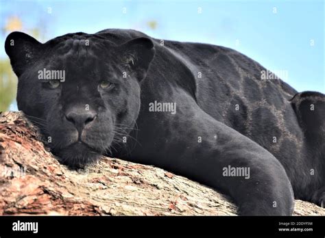 Black leopard or black panther panthera pardus hi-res stock photography and images - Alamy