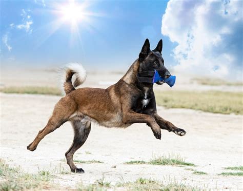 Premium Photo | Training of belgian shepherd