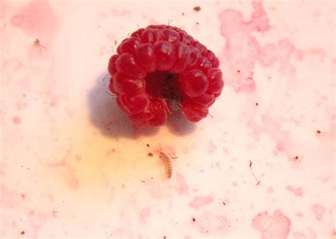 Raspberry Fruitworm Damage - Raspberry