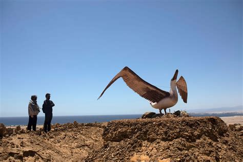 What's the Biggest Bird in the World? - Atlas Obscura