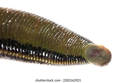 Leeches Hirudo Therapy Closeup Medical Leeches Stock Photo 2202162921 ...