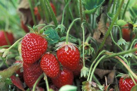 Growing Strawberries in Grow Bags – The Gardening Toolshed