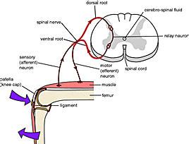 Ventral root - wikidoc