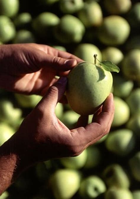 The Best Apples for Eating Fresh | Delishably