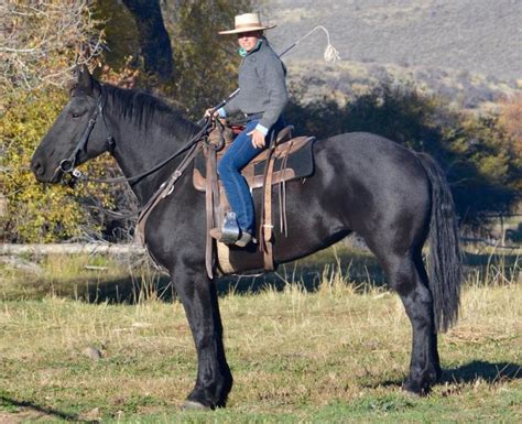 Percheron Draft Horse Info, Origin, History, Pictures