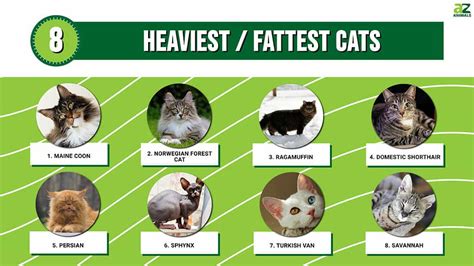 Top 8 Heaviest / Fattest Cats - A-Z Animals