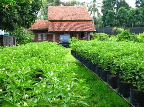 Berkebun Sayur di Pekarangan Rumah - Jurnal Asia