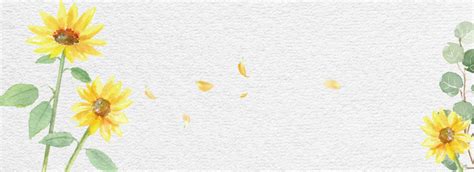 Minimalized Sunflower Background Banner Background, Simple, Sunflower ...