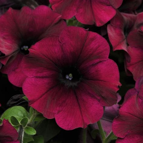 Canada - Top 10 Wave® Petunia Colors for 2021