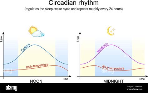 circadian rhythm. Body temperature, cortisol and melatonin. Sleep disorder, insomnia. Vector ...